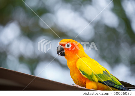 Aratinga solstitialis  (conure) 50066083