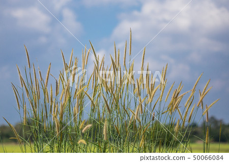 Pennisetum flower with blue sky background. 50066084