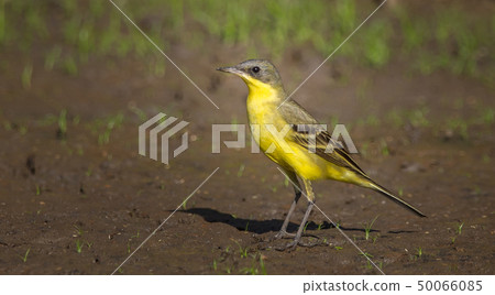 Eastern Yellow Wagtail (Motacilla flava)  50066085