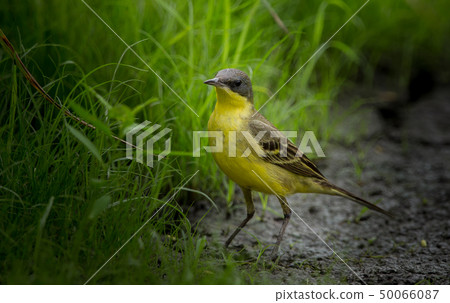Eastern Yellow Wagtail (Motacilla flava)  50066087