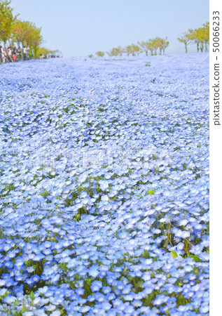 Scenery of Osaka Maishima Seaside Park where nemophila flowers are in full bloom 50066233