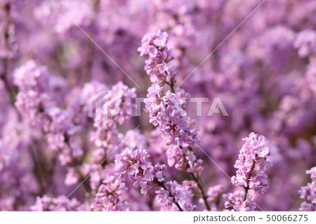 Fujimodoki Fujimodoki 50066275