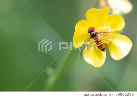 棲息在毛茛的Hoshohirataabu Hosohiraratabu 棲息在毛茛的Hoshohirataabu Hosohiraratabu 50066299