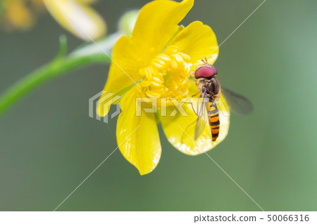 Hoshohirataabu Hosohiraratabu perching on a buttercup 50066316