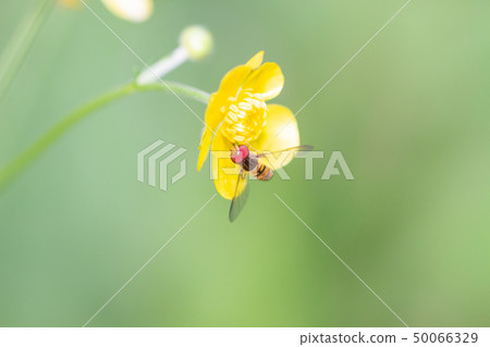 棲息在毛茛的Hoshohirataabu Hosohiraratabu 50066329