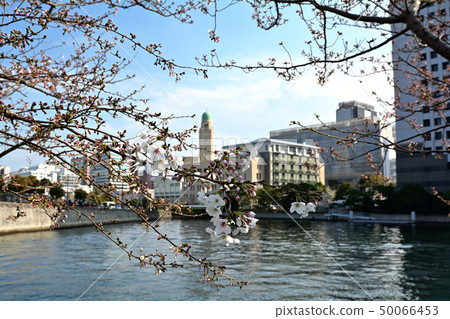 Sakura in Yokohama 50066453
