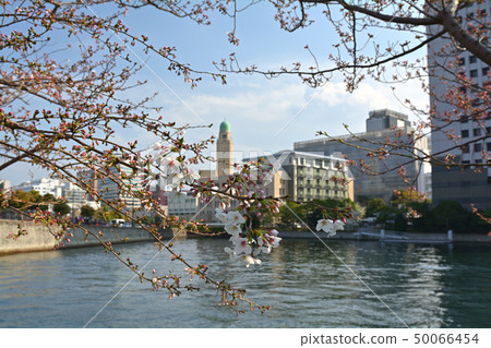 Sakura in Yokohama Sakura in Yokohama 50066454