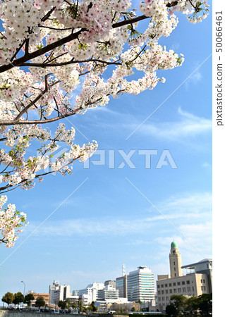 Sakura in Yokohama Sakura in Yokohama 50066461