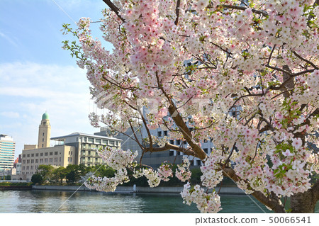 Sakura in Yokohama 50066541