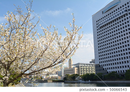 Sakura in Yokohama Sakura in Yokohama 50066543