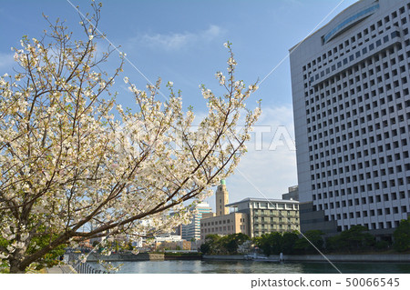 Sakura in Yokohama 50066545
