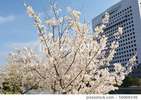 Sakura in Yokohama 50066546