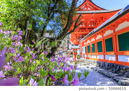 Kamigamo神社神社Saison Sakura 50066610