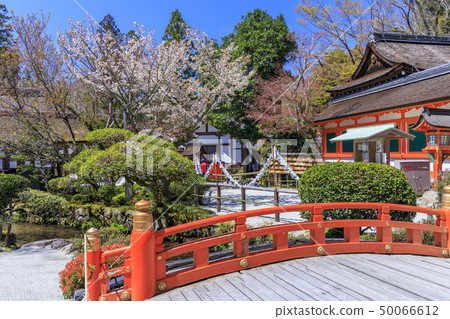Kamigamo神社神社Saison Sakura 50066612