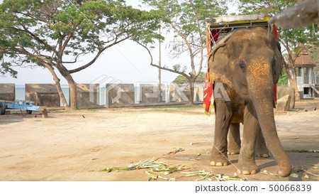 elephant for riding tourists standing in the shade under the trees 50066839