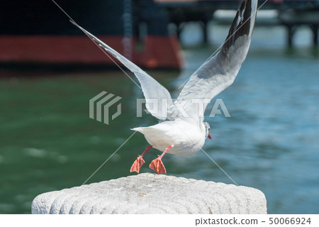 Birds taking off Birds taking off 50066924