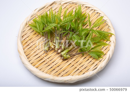 Kosia胸罩 50066979