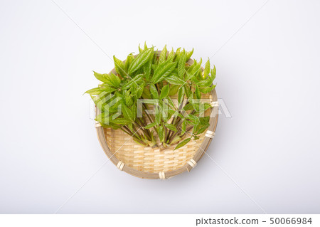 Kosia胸罩 50066984