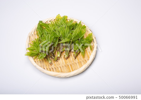 Kosia胸罩 50066991