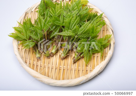 Kosia胸罩 50066997