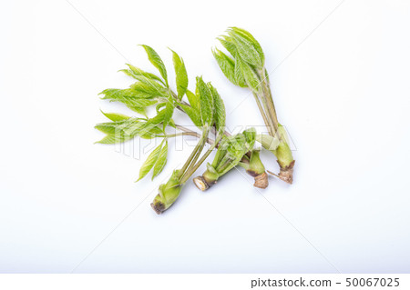 Kosia胸罩 50067025