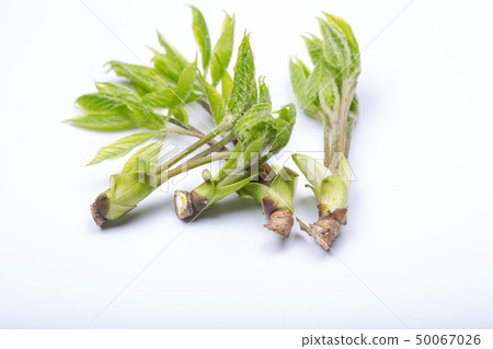 Kosia胸罩 50067026