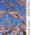 品牌櫻花和天空 50067060