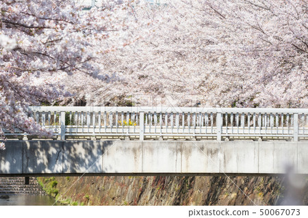 bridge surround by cherry blossom or sakura bridge surround by cherry blossom or sakura 50067073