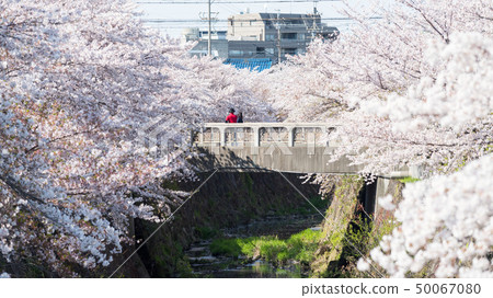 Couple on bridge with cherry blossom, Nagoya 50067080