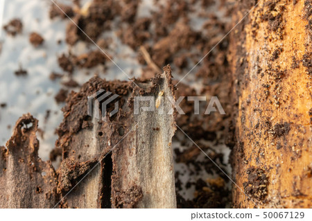 Termite termite termite termite Termite termite termite termite 50067129