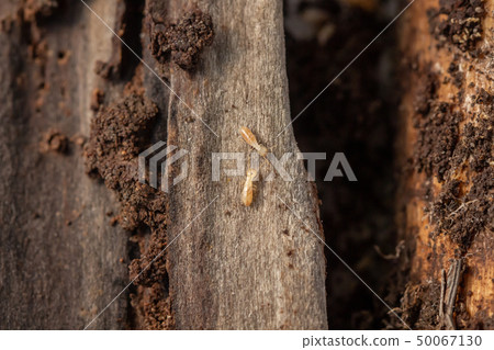 Termite termite termite termite Termite termite termite termite 50067130