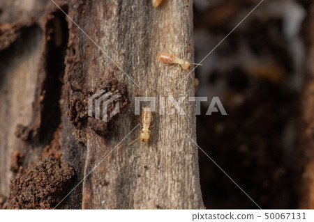 Termite termite termite termite 50067131