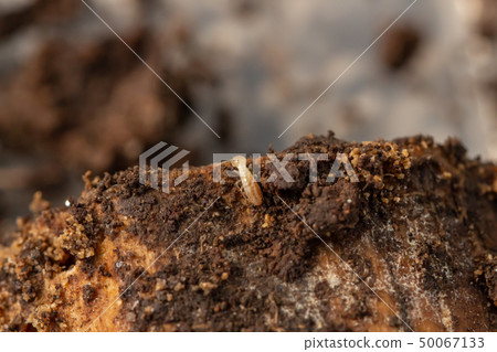 Termite termite termite termite 50067133