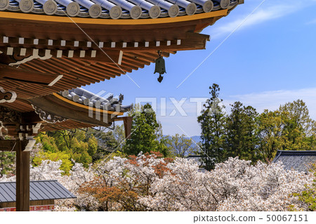 Ninna-ji Temple Oimuro cherry 50067151