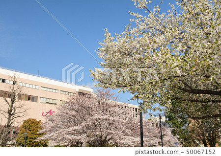 Sakura in Yokohama 50067152