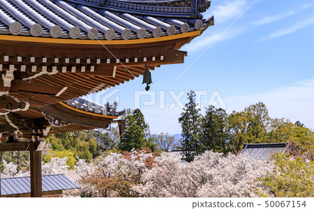 Ninna-ji Temple Oimuro櫻桃 Ninna-ji Temple Oimuro櫻桃 50067154