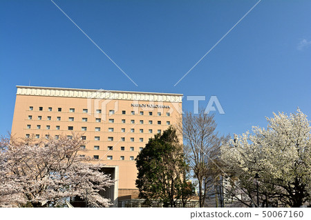 Sakura in Yokohama Sakura in Yokohama 50067160