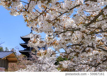 Ninna-ji Temple Oimuro cherry Ninna-ji Temple Oimuro cherry 50067161