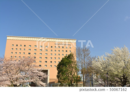 Sakura in Yokohama Sakura in Yokohama 50067162