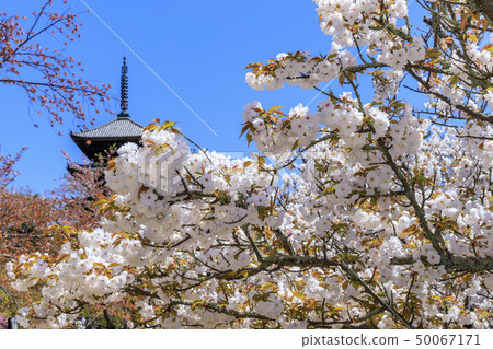 Ninna-ji Temple Oimuro cherry 50067171