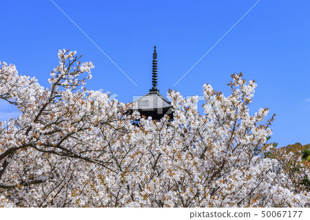 Ninna-ji Temple Oimuro櫻桃 Ninna-ji Temple Oimuro櫻桃 50067177