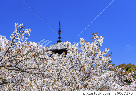 Ninna-ji Temple Oimuro櫻桃 50067179