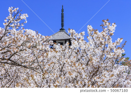 Ninna-ji Temple Oimuro櫻桃 50067180