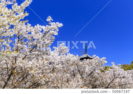 Ninna-ji Temple Oimuro櫻桃 Ninna-ji Temple Oimuro櫻桃 50067197