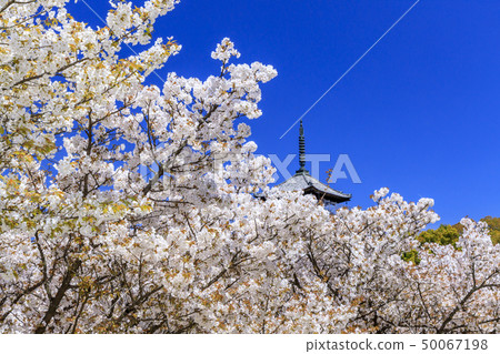 Ninna-ji Temple Oimuro櫻桃 Ninna-ji Temple Oimuro櫻桃 50067198