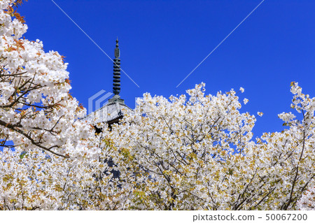 Ninna-ji Temple Oimuro櫻桃 Ninna-ji Temple Oimuro櫻桃 50067200