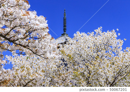 Ninna-ji Temple Oimuro櫻桃 Ninna-ji Temple Oimuro櫻桃 50067201