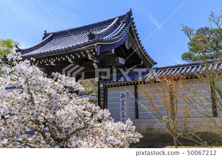 Ninna-ji Temple Oimuro cherry 50067212