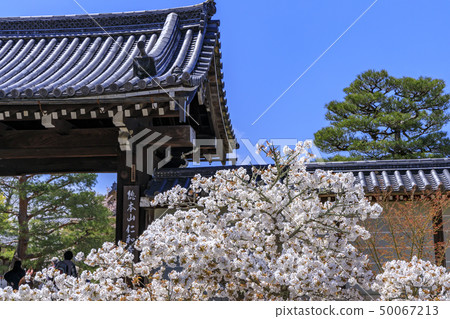 Ninna-ji Temple Oimuro cherry 50067213