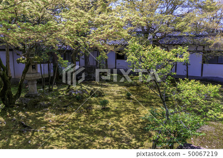 Ninna-ji Temple Oimuro cherry Ninna-ji Temple Oimuro cherry 50067219